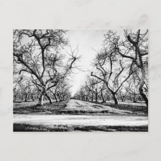 Spooky Row of Trees Postcard