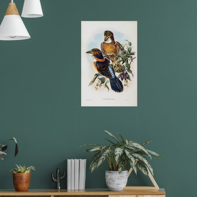 Spoon-billed Kingfisher by John Gould Poster (Living Room 1)