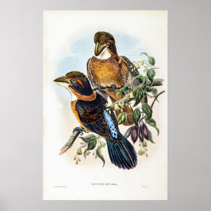 Spoon-billed Kingfisher by John Gould Poster