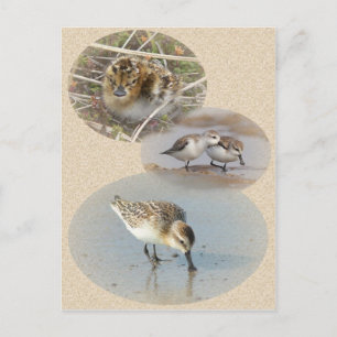 Spoon-Billed Sandpiper Info Card