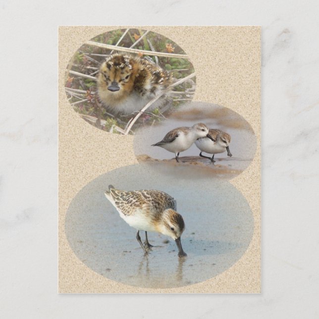 Spoon-Billed Sandpiper Info Card (Front)
