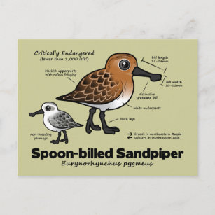 Spoon-billed Sandpiper Statistics Postcard