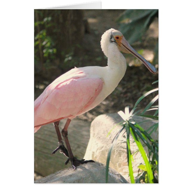 Spoonbill bird (Front)