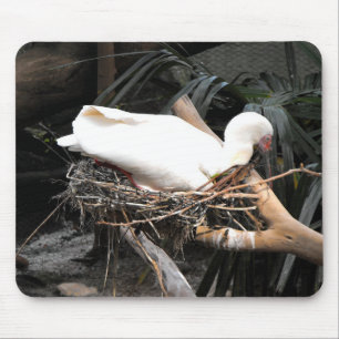 Spoonbill bird on nest in Spain Mouse Pad