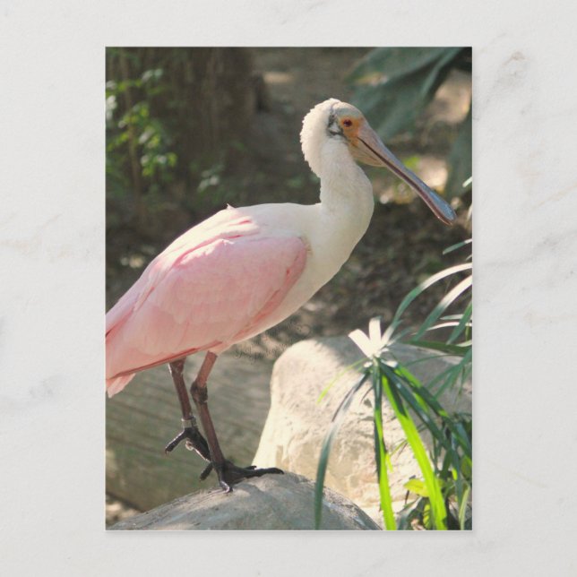 Spoonbill bird postcard (Front)