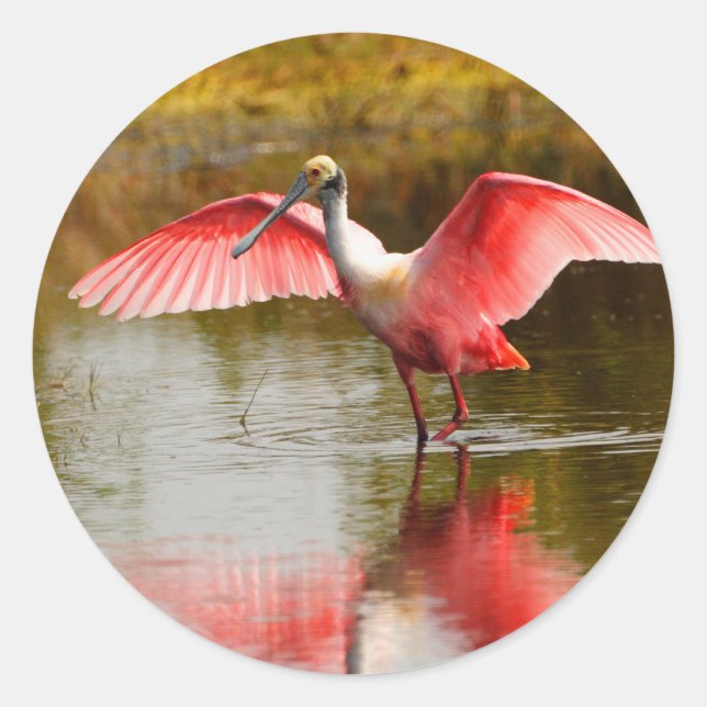 spoonbill classic round sticker (Front)
