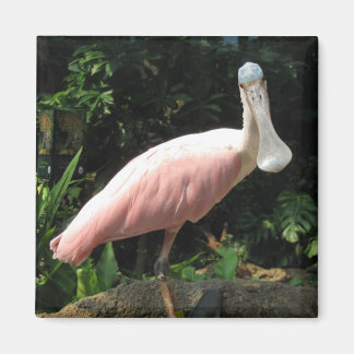Spoonbill Magnet