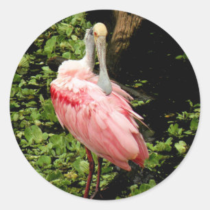 Spoonbill Stickers The Pink Bird
