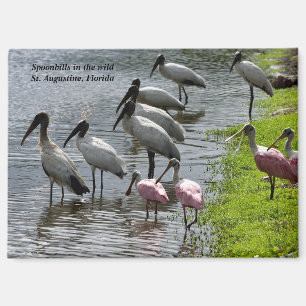 Spoonbills in the wild magnet