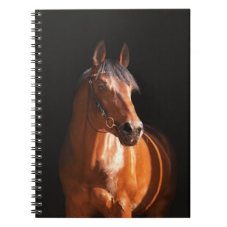sportive horse at black notebook