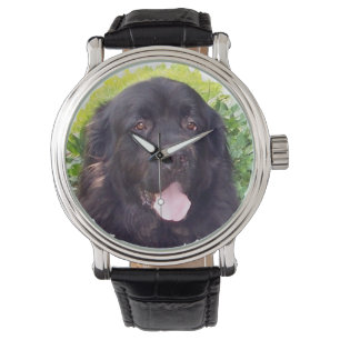 Sporty Newfoundland dog Watch