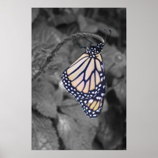 Spot-colourized Butterfly Poster
