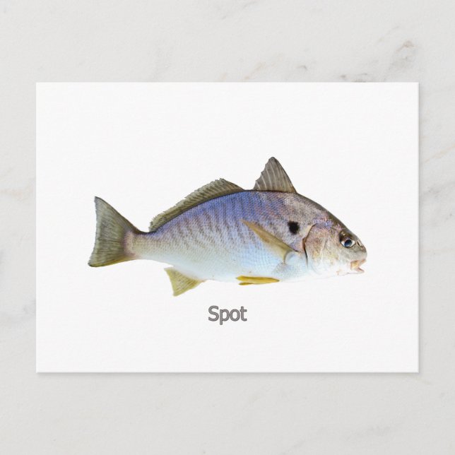 Spot Fish Photo Postcard (Front)