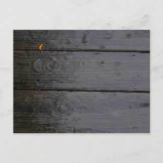 "Spot of Colour" Postcard