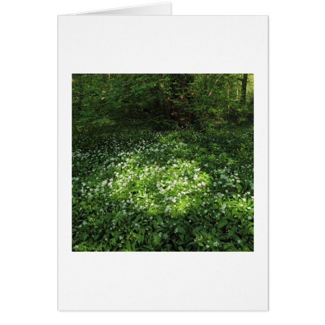 Spot of Garlic (Front)