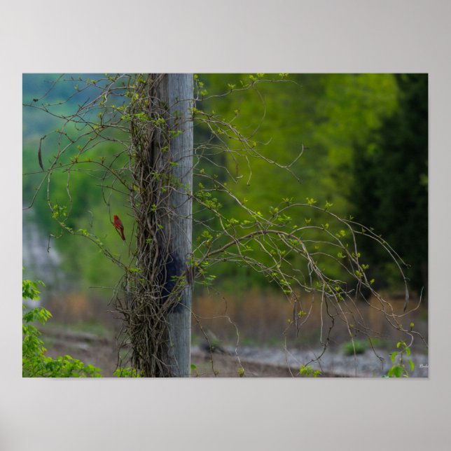 Spot Of Red Poster (Front)