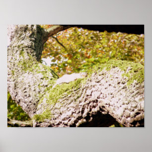 Spot The Grey Squirrel Poster