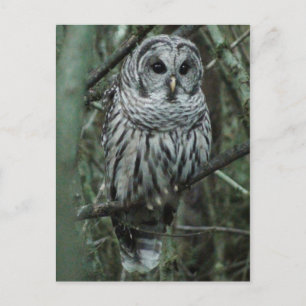 Spot the Owl Postcard 02
