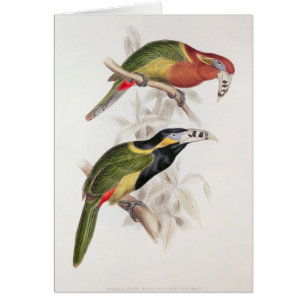 Spotted Bill Aracari, 19th century