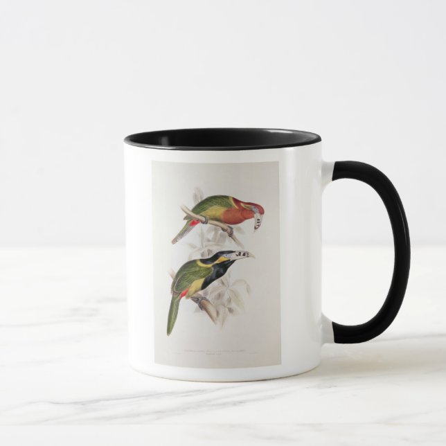 Spotted Bill Aracari, 19th century Mug (Right)