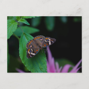 Spotted Butterfly Postcard