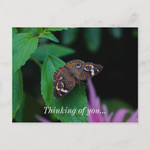 Spotted Butterfly Thinking Of You Postcard