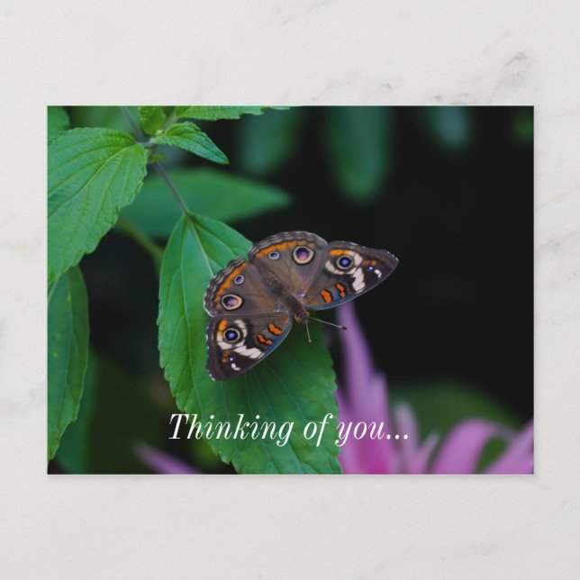 Spotted Butterfly Thinking Of You Postcard (Front)