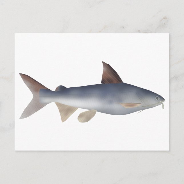 Spotted Catfish Postcard (Front)