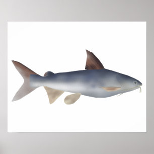 Spotted Catfish Poster