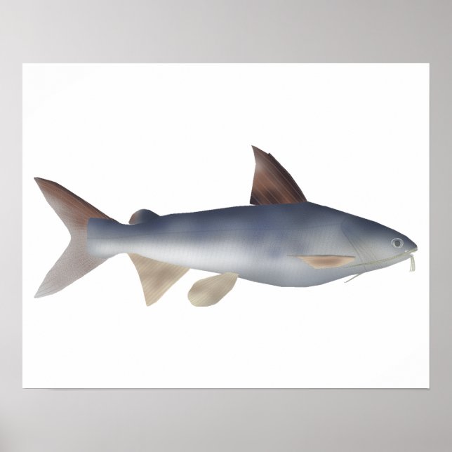 Spotted Catfish Poster (Front)