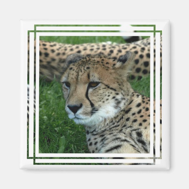 Spotted Cheetah Square Magnet (Front)