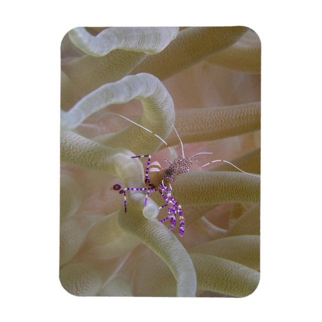 Spotted Cleaner Shrimp Magnet (Vertical)
