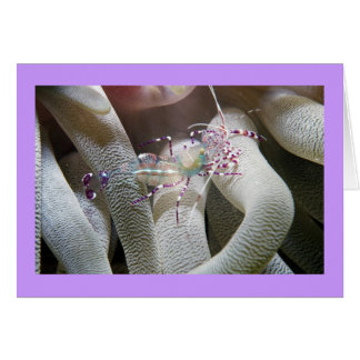 Spotted Cleaning Shrimp