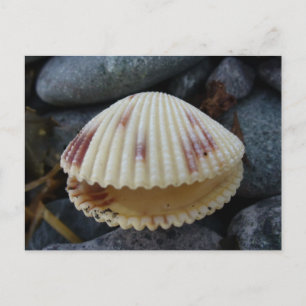 Spotted Cockle Shell, Dutch Harbour, AK Postcard