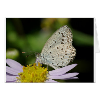 Spotted Cream Coloured Butterfly