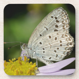 Spotted Cream Coloured Butterfly Coaster