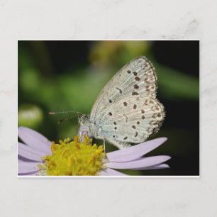 Spotted Cream Coloured Butterfly Postcard
