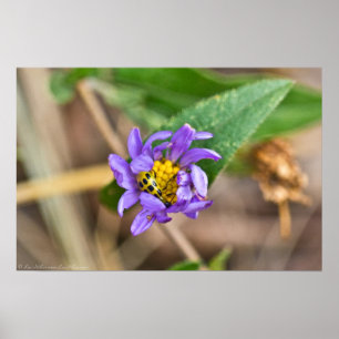 Spotted Cycumber Beetle on Aster Wildflower Poster