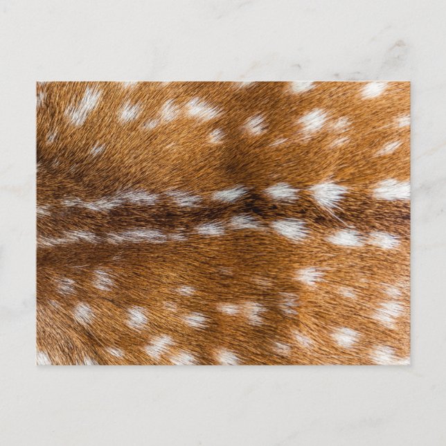 Spotted deer fur texture postcard (Front)