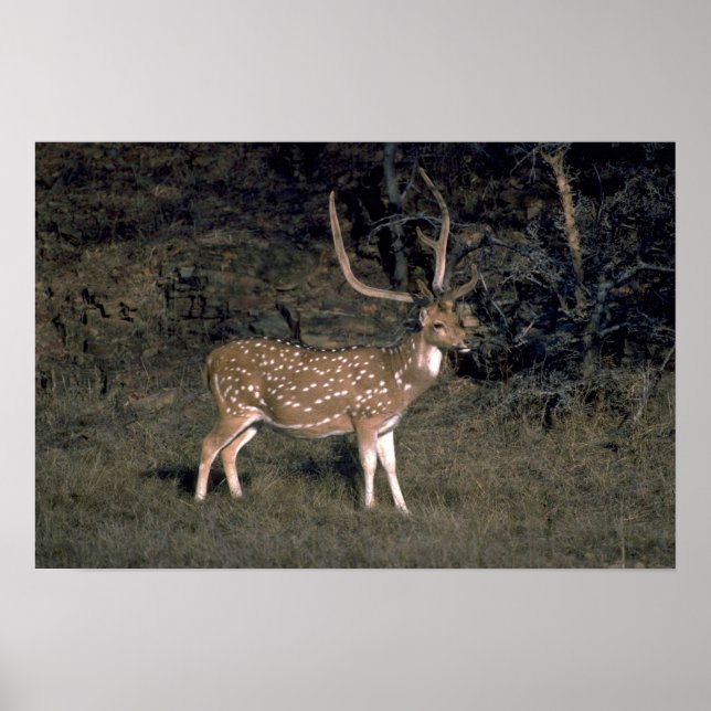 Spotted deer poster (Front)
