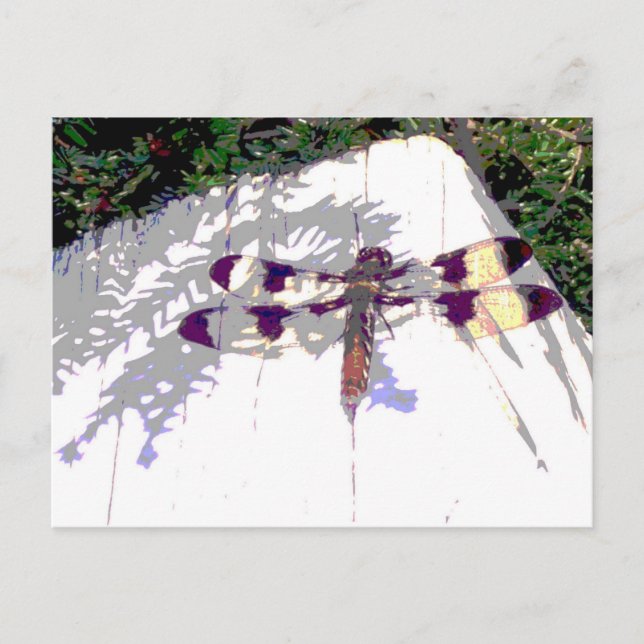 Spotted Dragonfly Postcard (Front)