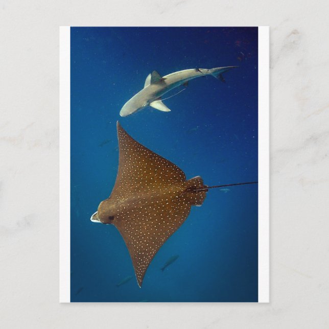 Spotted eagle ray and reef shark underwater postcard (Front)