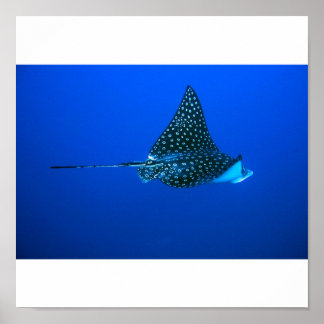 Spotted Eagle Ray, Belise 2006 Poster