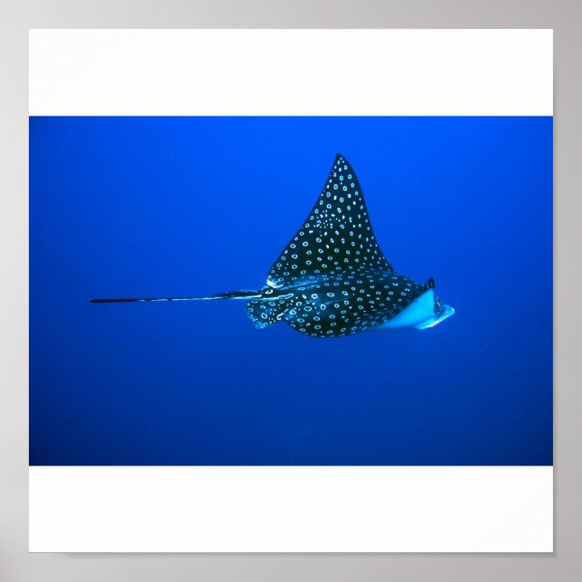 Spotted Eagle Ray, Belise 2006 Poster (Front)