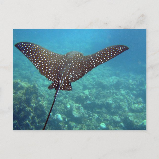 Spotted Eagle Ray Postcard (Front)