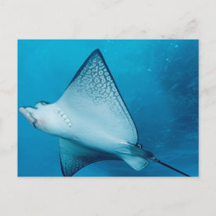 Spotted Eagle Ray Postcard