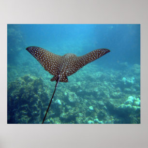 Spotted Eagle Ray Poster