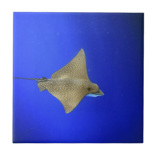Spotted eagle ray swimming underwater Galapagos Ceramic Tile