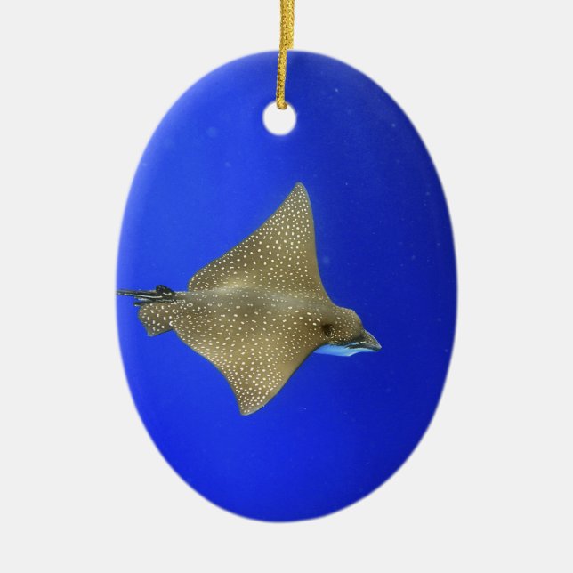 Spotted eagle ray swimming underwater Galapagos Ceramic Tree Decoration (Front)