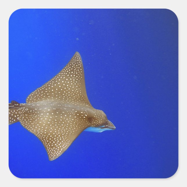 Spotted eagle ray swimming underwater paradise square sticker (Front)